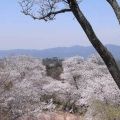 『吉野山の桜』を見てきました＠吉野町（2011年春）