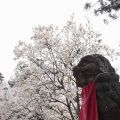 「奈良の一番桜」の見事なしだれ桜『氷室神社』＠奈良市