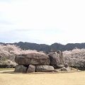 『石舞台古墳』の満開の桜を見てきました＠明日香村