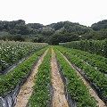 美味しく楽しい野菜収穫体験『信貴山のどか村』＠三郷町