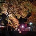 逆さ紅葉も見事！紅葉ライトアップ『等彌神社』＠桜井市