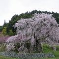 樹齢300年の「本郷の瀧桜」！満開の『又兵衛桜』＠宇陀市