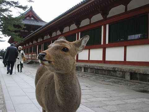 鹿のいる風景（＠奈良公園周辺）