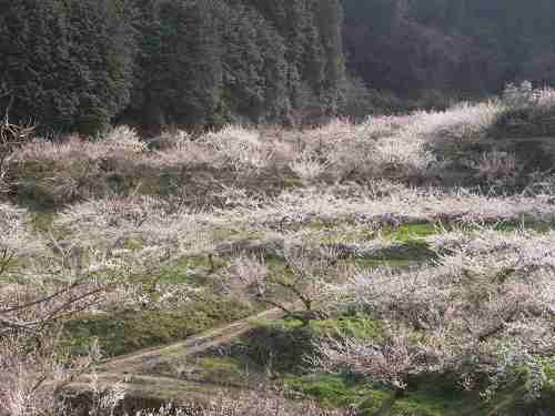 梅「2万本」の迫力!『賀名生梅林』