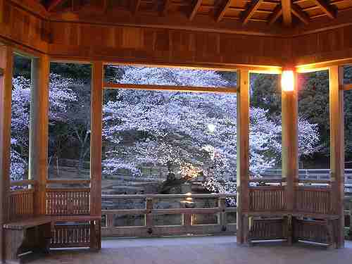奈良市内&郡山城跡の桜見物