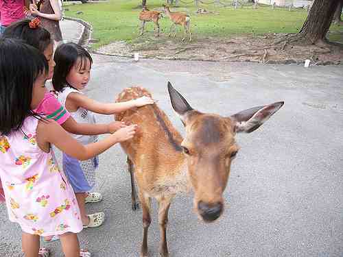 「奈良公園の鹿はおじぎするのか？」について