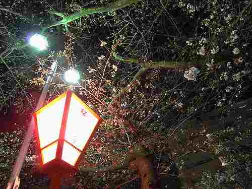 【桜】週末には間に合う?@高田・香芝