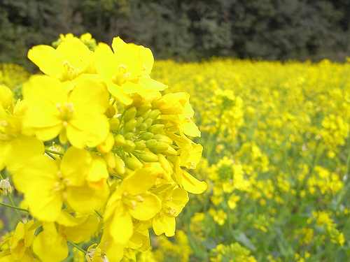 とにかくのどか！初めての「山の辺の道」散歩その２