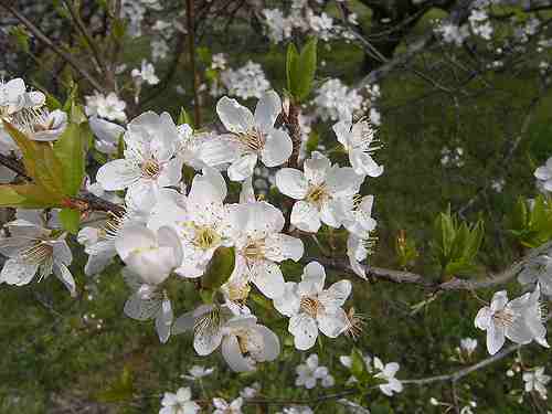 【桜】山の辺の道の桜はまだまだ@天理