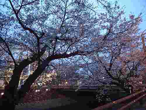 【桜】まだまだ満開には遠い@高田川