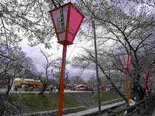 【桜】急な寒さに開花は遅れ気味@高田川