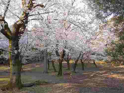 【桜】奈良市内はほぼ満開@奈良公園