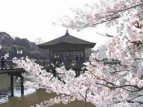 【桜】浮見堂の桜は見事です@奈良公園