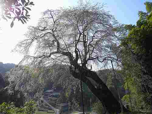 【桜】来年ぜひ見たいしだれ桜@八講桜