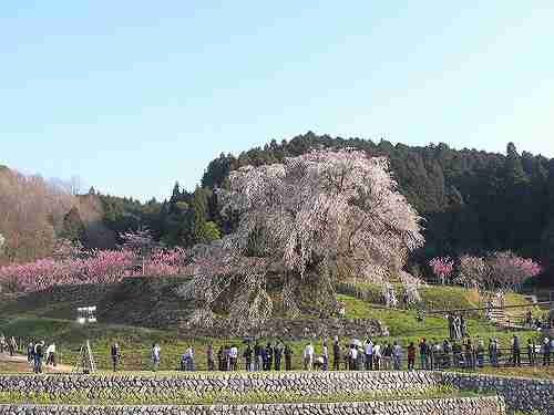【桜】樹齢300年の優雅な桜@又兵衛桜