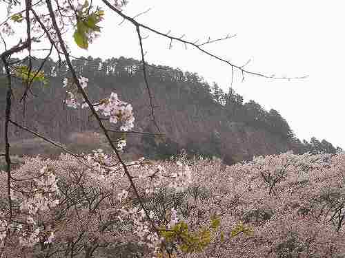 屏風岩をバックに咲く桜『屏風岩公苑』@曽爾
