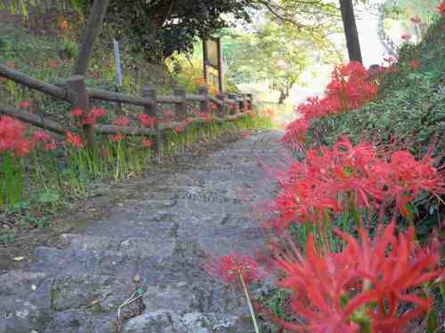 五分咲き未満の彼岸花『仏隆寺』＠宇陀市