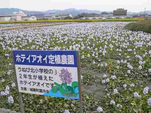 一面のホテイアオイが見事！『本薬師寺』＠橿原市