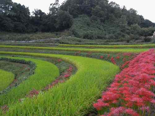 「日本の棚田百選」稲淵の棚田と案山子＠明日香村
