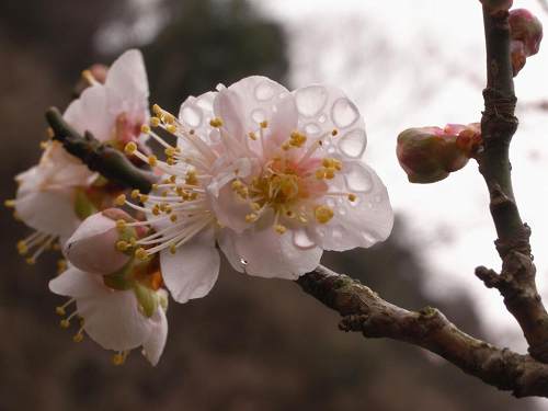 川沿いに梅並木!奈良三大梅林『月ヶ瀬梅林』@奈良市