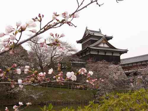 【桜】満開にはまだまだの『郡山城址』@大和郡山市