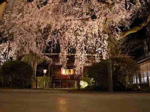 樹齢約200年の枝垂れ桜は感動的!『専称寺』@香芝市