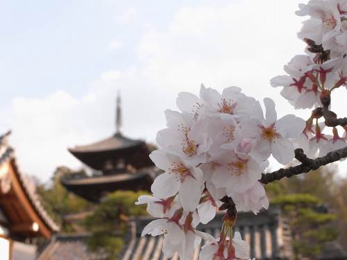 【桜】満開の桜が見事!『当麻寺(奥院)』@葛城市