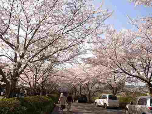 【桜】当麻寺の周辺の公園の桜たち@葛城市