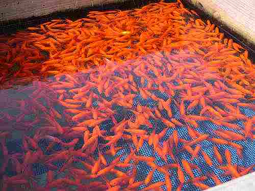 泳ぐ図鑑！金魚だらけの『郡山金魚資料館』＠大和郡山