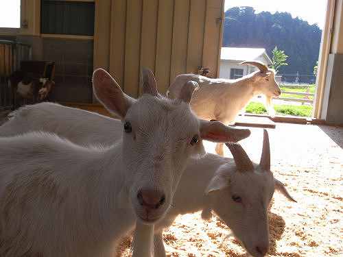 無料で動物と遊べる『うだ・アニマルパーク』＠宇陀市