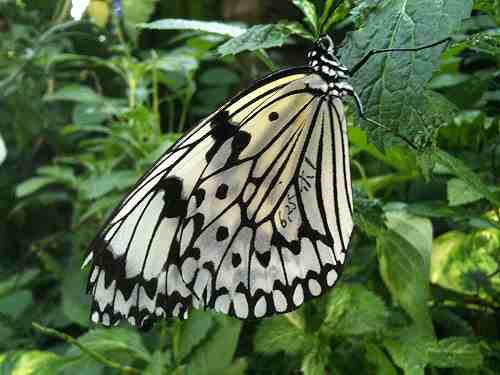 夏休みに最適！大人も小人も楽しめる『橿原市昆虫館』