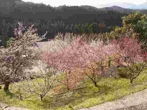 金剛葛城山系も見渡す梅の名所『広橋梅林』@下市町