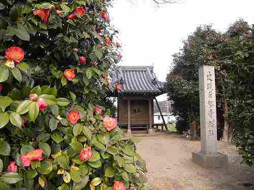万葉集のつらつら椿が見られる『巨勢寺跡』@御所市