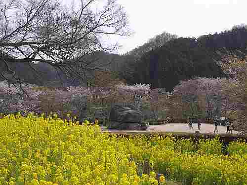 実験「春の飛鳥で何種類の花が見られるか?」@明日香村