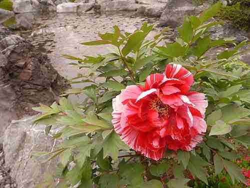 牡丹の名所でボタンづくし『葛城市ぼたん祭り』@當麻寺