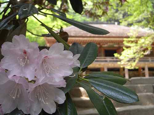 清楚な「シャクナゲ」が満開の『室生寺』@宇陀市