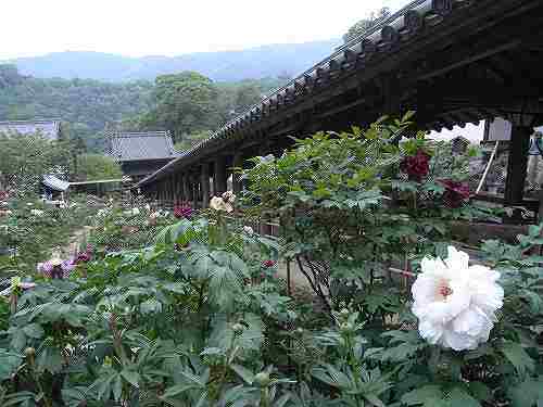満開の「牡丹」!美しい花の御寺『長谷寺』@桜井市