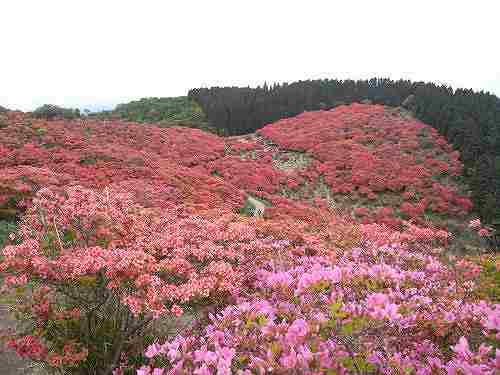 一目百万本!葛城山の満開の「つつじ」を見てきました