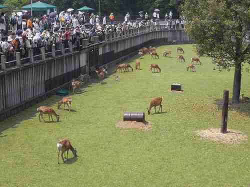 『子鹿たちとおかあさん鹿』特別公開＠鹿苑角きり場