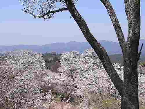 『吉野山の桜』を見てきました@吉野町(2011年春)