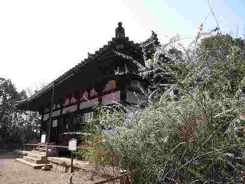 可憐な白い花「雪柳(ユキヤナギ)」@海龍王寺(奈良市)