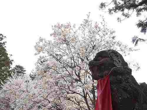 「奈良の一番桜」の見事なしだれ桜『氷室神社』@奈良市