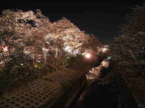 「夜桜」を愛でてきました @大中公園(大和高田市)