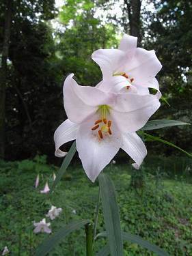 姫神さまが愛した花『ささゆり園』@大神神社(桜井市)