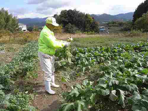 新鮮野菜を自分で収穫『はたけの八百屋さん』＠明日香村