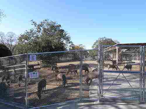 鹿と人間との共存を考えさせられる『角鹿公開』＠鹿苑