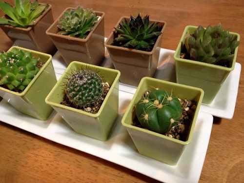 100円ショップで「多肉植物」と「サボテン」を買う