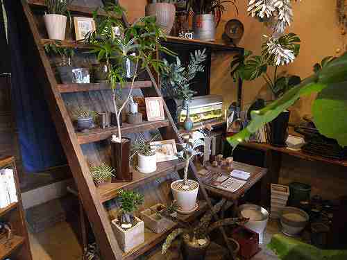 マニアックなインテリアグリーン『植物屋 風草木』@橿原市