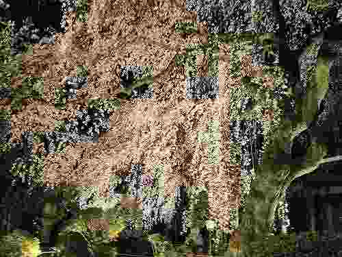 ライトアップが見事!『しだれ桜』@専称寺(香芝市)