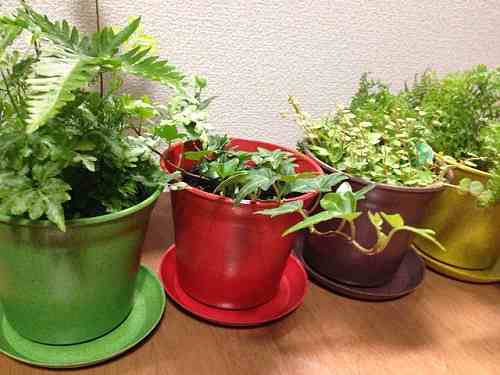 素敵な『カラーポット＆ソーサー』＠ワンズテラス橿原店